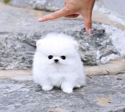 pomeranian puppies looking for new homes