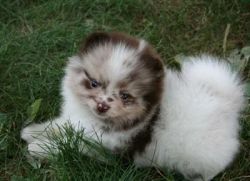 Pomeranian Puppies Available Now