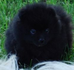 Sexy looking Pomeranian Puppies For Sale