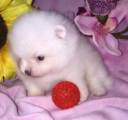 Healthy Pomeranian Puppies For Sale