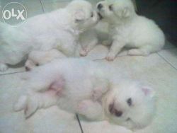 Pomeranian Pupps For Sale