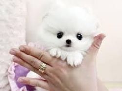 I Have Pomeranian,