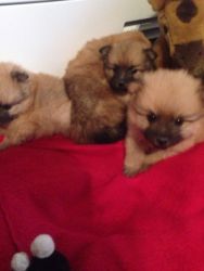 Sweet Pomenerian Puppies For Adoption.