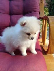 Adorable Teacup Pomeranian Puppies Available