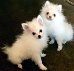 Young Male Pomeranians