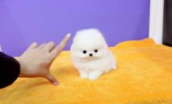 Tiny Super Cute Pomeranian Puppies