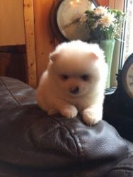 Affordable Male and Female pommeranian Puppies