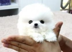 Good Looking Pomeranian Puppies for adoption