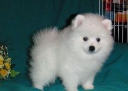 Teacup Pomeranian Puppies Available.