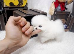 male and female Pomeranian puppies for adoption