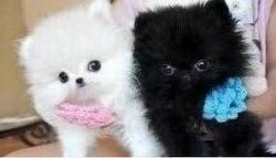 available pom puppies ready to go
