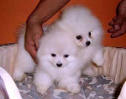 Charming Terrier T-cup Poms Puppies Now Available