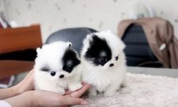 Tiny Pomeranian puppies