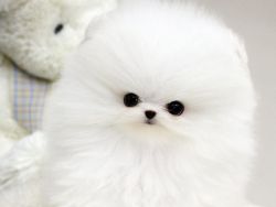 Lovely Little Pomeranian Pups