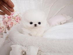Gorgeous Pomeranian Pups