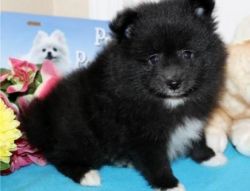 Cute Pomeranian Puppies(xxx) xxx-xxx3