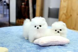 2Party teacup Pomeranian puppies for adoption.