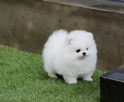 TWO pomeranian puppies for sale