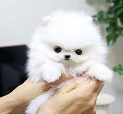 very cuddly T-cup poms puppies available