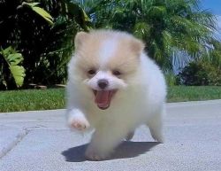 Gorgeous Pomeranian Puppy Available Text Us