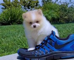 Two Male Pure Bred Pomeranians