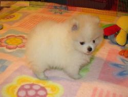 Beautiful Pomeranian Pups Available