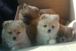 Stunning Pedigree Pomeranian Puppies