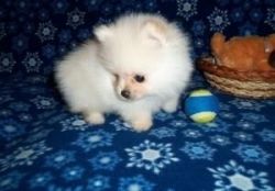 Cute Pomeranian puppies for free