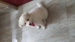 cute little puppy of pomeranian