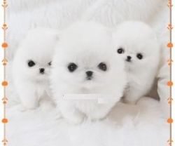 lovely pomeranian puppies looking for new homes