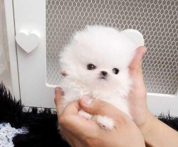 Available Teacup Pomeranian Puppy (xxx) xxx-xxx2