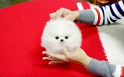 tiny pomeranian puppies for sale