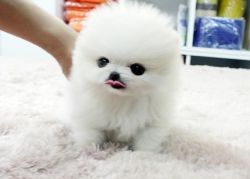 X-mas Lovely Pomeranian Puppies Available For
