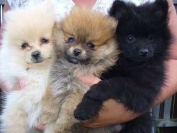 Pomeranian Pups $350.00