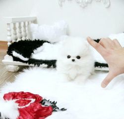 Ice White Pomeranian Puppy Available(xxx) xxx-xxx7