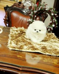Teacup Pomeranian Puppy For Pet Lover