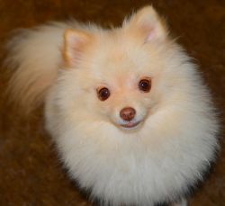 Beautiful, Young, Male Pomeranian