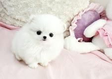 Beautiful Pomeranian Puppies(xxx) xxx-xxx7