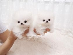 adorable male and female Pomeranian puppies