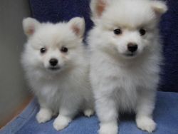 Home Trained Pomeranian Puppies for Sale