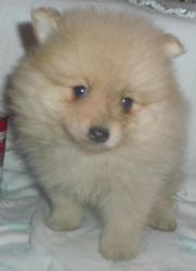 Akc Home Trained Pomeranian Puppies For Sale