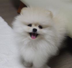 Pomeranian with vaccination for adoption