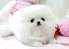 Cute Tea Cup Pomeranian Puppies For Adoption
