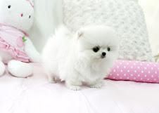 male and female pom puppies