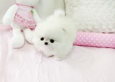 Pomeranian Puppies Ready For A New Home