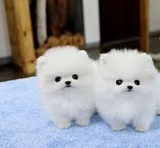 cute Pomeranian dogs for Christmas