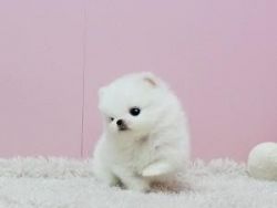 Princess, Ice White Pomeranian Available!