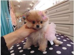 Super gorgeous Pomeranian puppies ready for sale