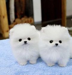 cute white pomeranian puppies