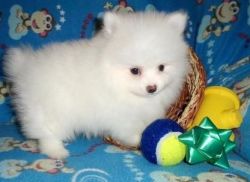 Very Beautiful Pomeranian Pups Available